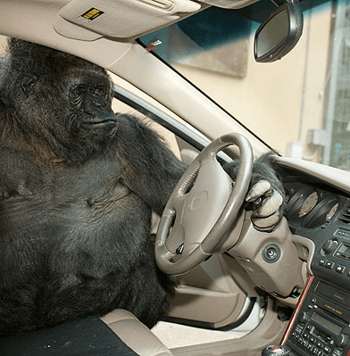 Grit Veteran Gorilla